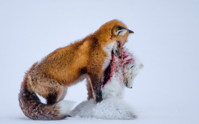 Лучшие фотографии конкурса Wildlife Photographer