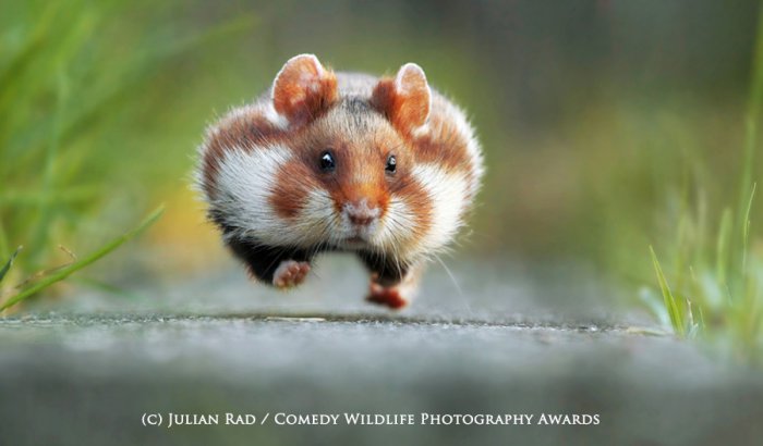 Лучшие работы конкурса смешных фотографий дикой природы