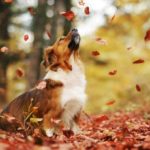 Осенние собачки Энн Гайер
