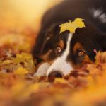 Осенние собачки Энн Гайер