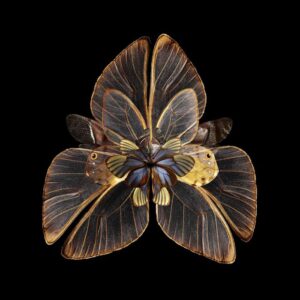 Mimesis – цифровая мимикрия бабочек